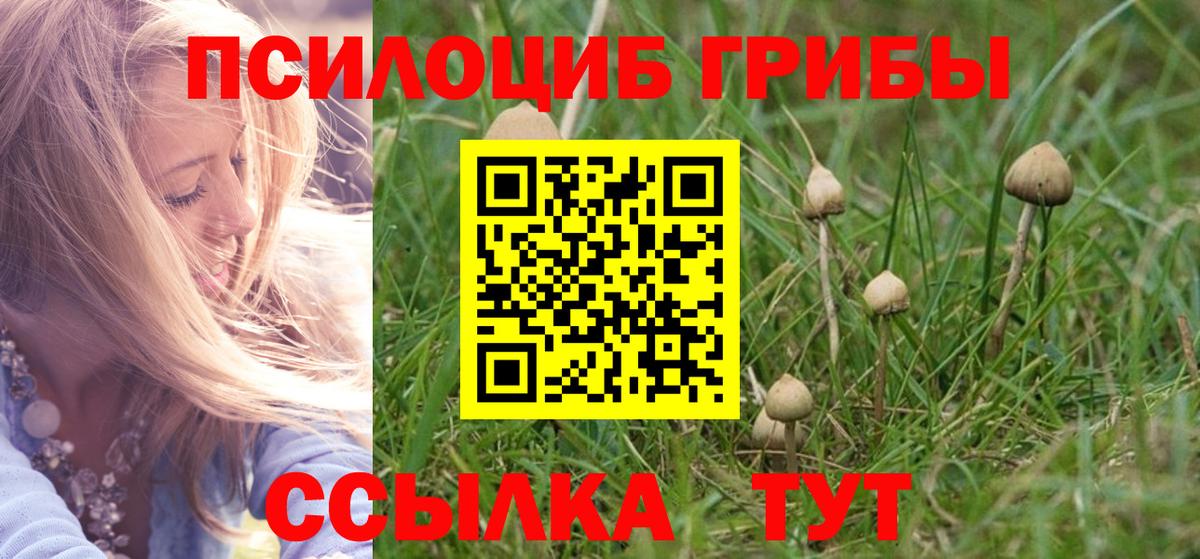 Псилоцибиновые грибы Cubensis Торжок